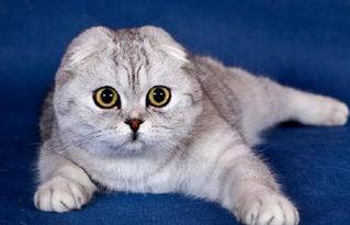 娱乐吃瓜君七七的折耳猫,娱乐吃瓜君的萌宠日常  第2张